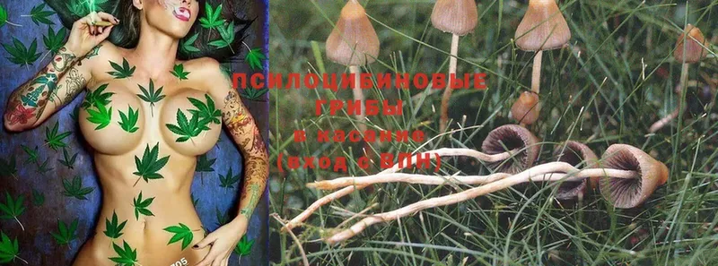 что такое наркотик  Ак-Довурак  Галлюциногенные грибы Psilocybe 